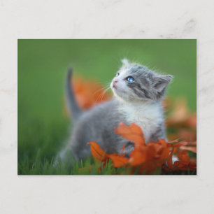 Cute Baby Kittens Playing Outdoors in the Grass Postcard
