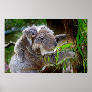 Cute baby koala bear with mom in a tree poster