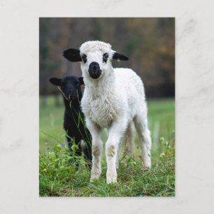 Cute Baby Lamp Ewe - Funny Farm Animals Postcard