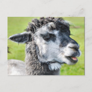 Cute Baby Llama Postcard