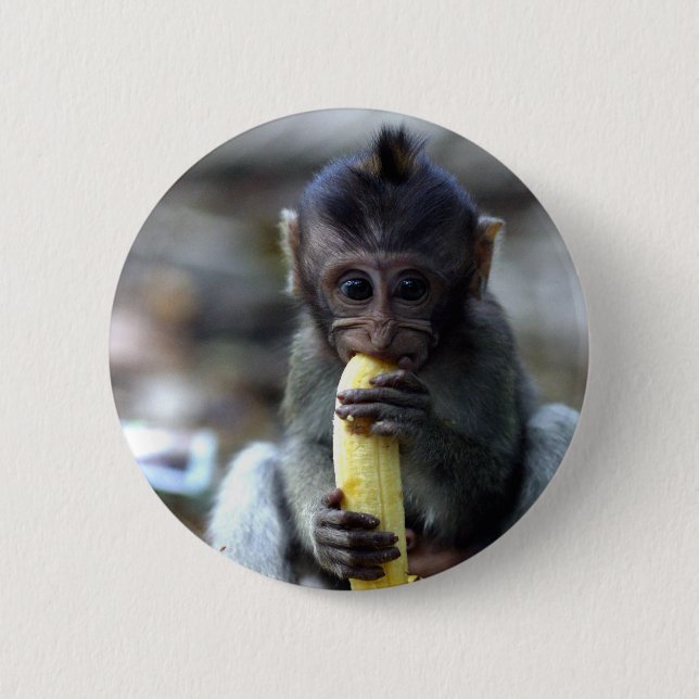 Cute baby macaque monkey eating banana 2 inch round button (Front)