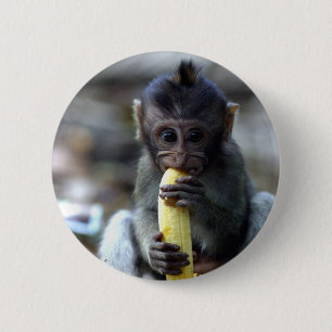 Cute baby macaque monkey eating banana 2 inch round button