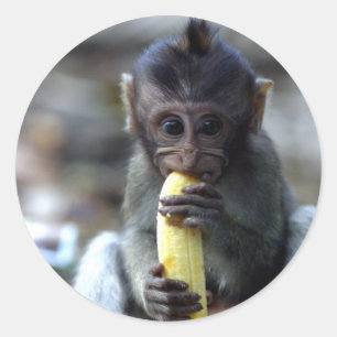 Cute baby macaque monkey eating banana classic round sticker