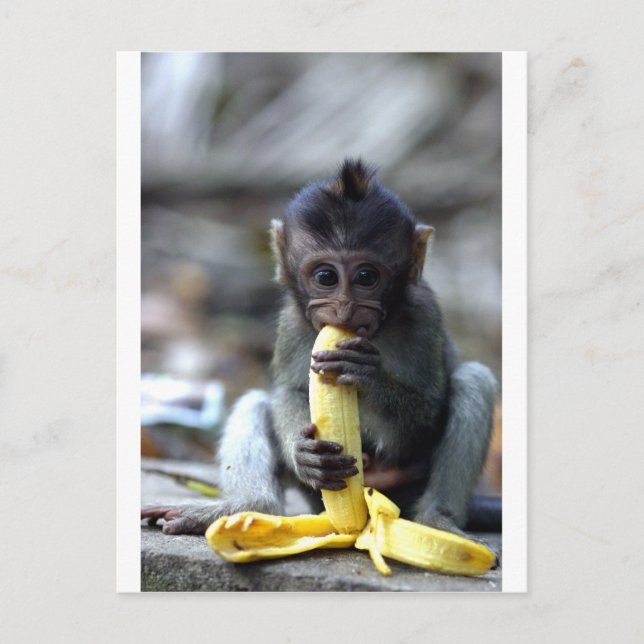 Cute baby macaque monkey eating banana postcard (Front)