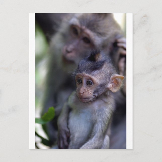 Cute baby macaque monkey postcard (Front)