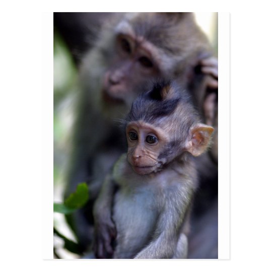 Cute baby macaque monkey postcard