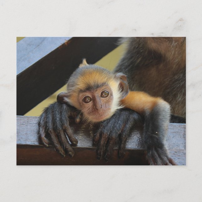 Cute Baby Monkey in Mom's Arms Photo from Borneo Postcard (Front)