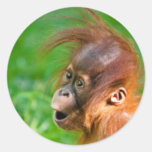 Cute baby orangutan classic round sticker
