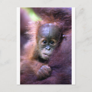 Cute baby orangutan in Sumatra Postcard