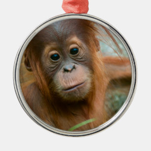 Cute Baby Orangutan looking straight ahead Metal Ornament