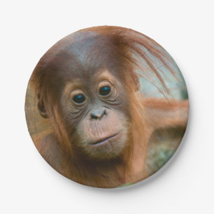Cute Baby Orangutan looking straight ahead Paper Plate