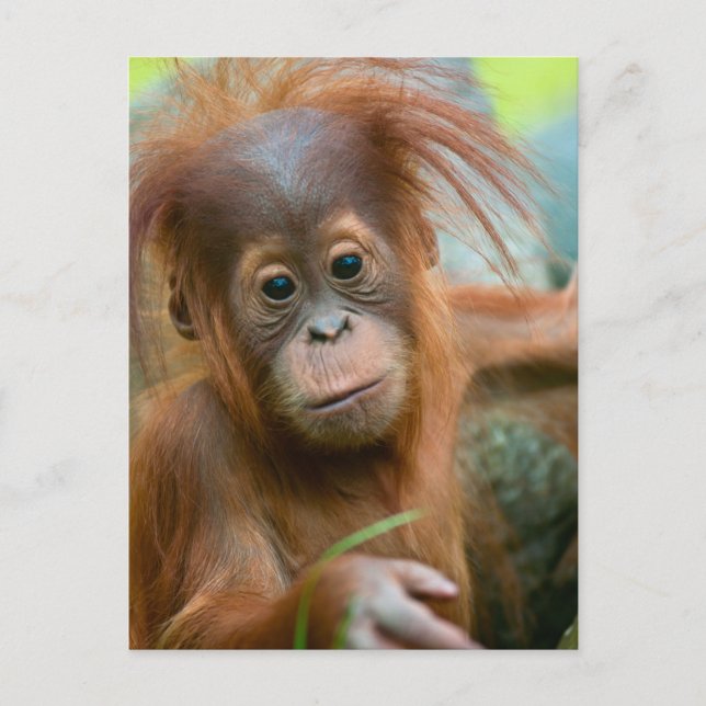 Cute Baby Orangutan looking straight ahead Postcard (Front)
