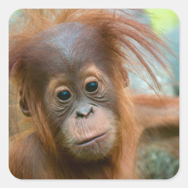 Cute Baby Orangutan looking straight ahead Square Sticker (Front)