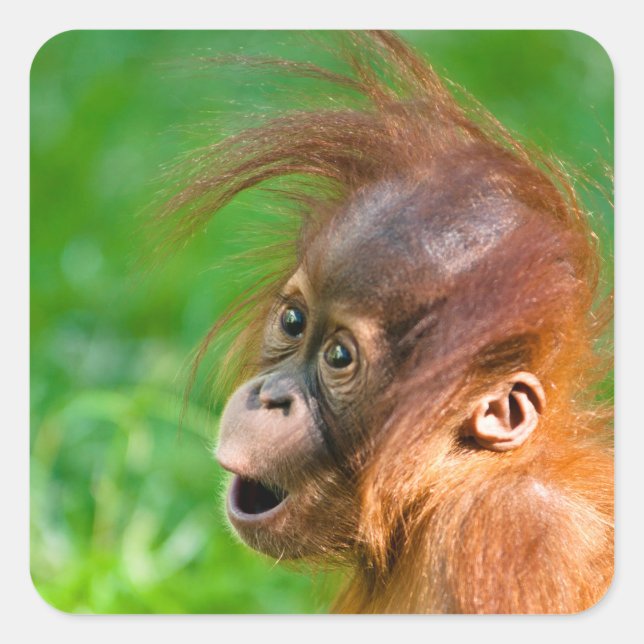 Cute baby orangutan looks on in wonder square sticker (Front)