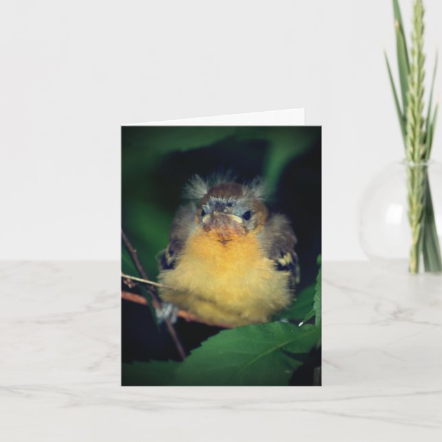 Cute Baby Oriole Bird Nature Note Card (Front)
