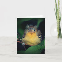 Cute Baby Oriole Bird Nature Note Card