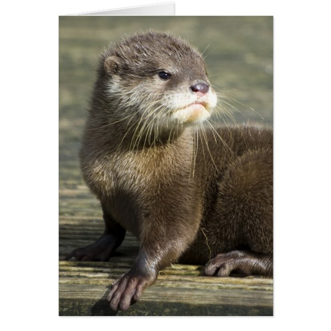 Cute Baby Otter (Front)