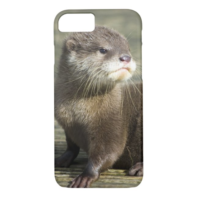 Cute Baby Otter Case-Mate iPhone Case (Back)