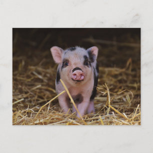 Cute Baby Pig Custom Postcard