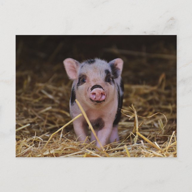 Cute Baby Pig Custom Postcard (Front)