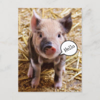 Cute Baby Pig Saying Hello