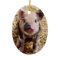 Cute Baby Piglet Farm Animals Barnyard Babies