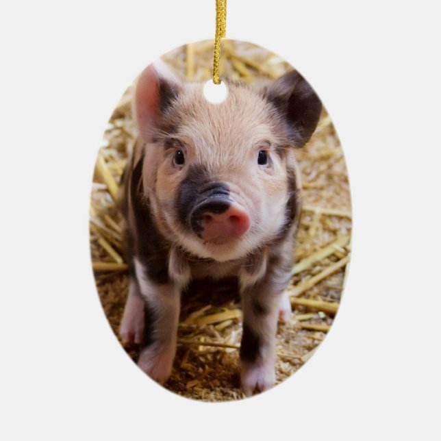 Cute Baby Piglet Farm Animals Barnyard Babies Ceramic Ornament (Front)