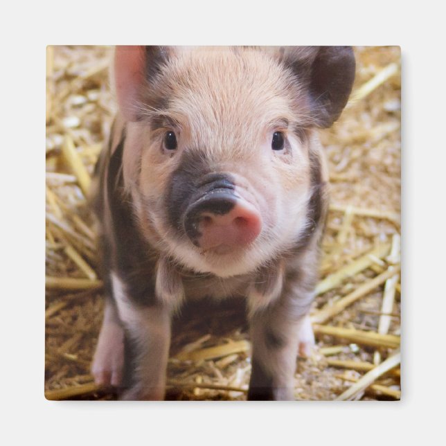 Cute Baby Piglet Farm Animals Barnyard Babies Magnet (Front)