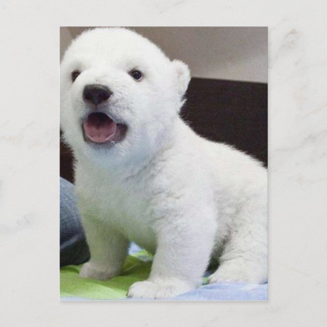 cute baby polarbear postcard (Front)