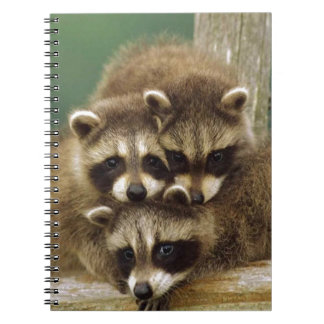 Cute Baby Raccoon Notebook