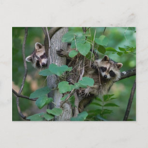 Cute Baby Raccoons Postcard