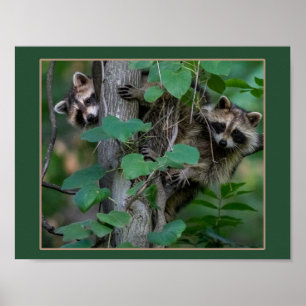 Cute Baby Raccoons Poster