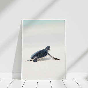 Cute Baby Sea Turtle Poster