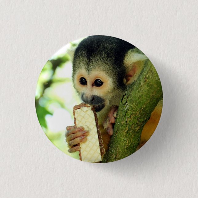 Cute Baby Squirrel Monkey Eating a Wafer Biscuit 1 Inch Round Button (Front)