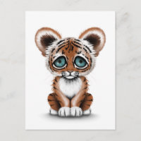 Cute Baby Tiger Cub with Blue Eyes on White
