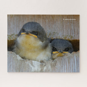 Cute Baby Tree Swallows Looking at Big Wide World Jigsaw Puzzle