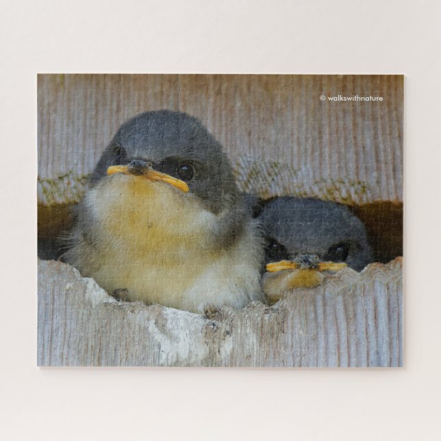 Cute Baby Tree Swallows Looking at Big Wide World Jigsaw Puzzle (Horizontal)