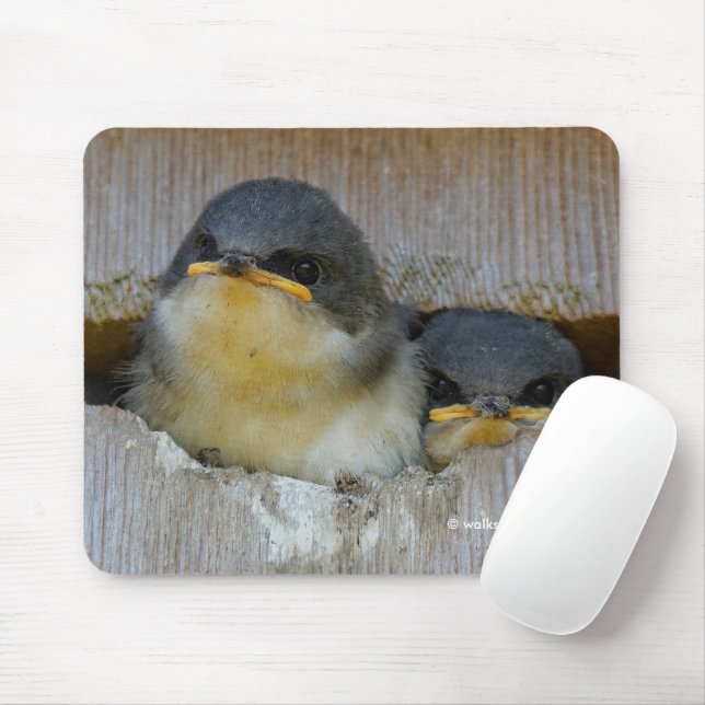 Cute Baby Tree Swallows Looking at the Big World Mouse Pad (With Mouse)