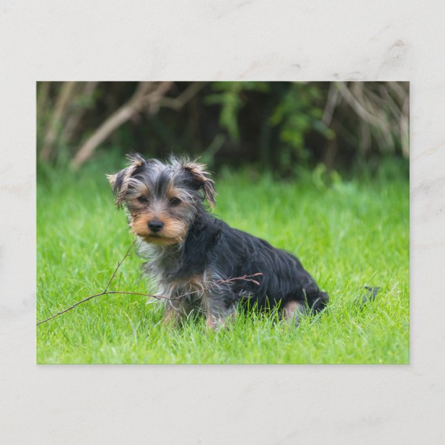 Cute baby yorkie puppy with sad eyes expression postcard (Front)