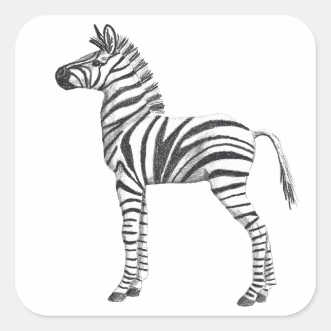 Cute Baby Zebra Drawing Square Sticker (Front)