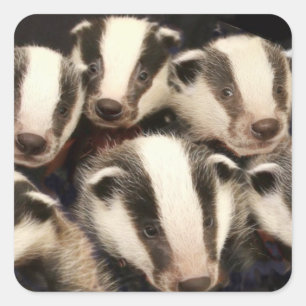 Cute Badger Cubs Square Sticker