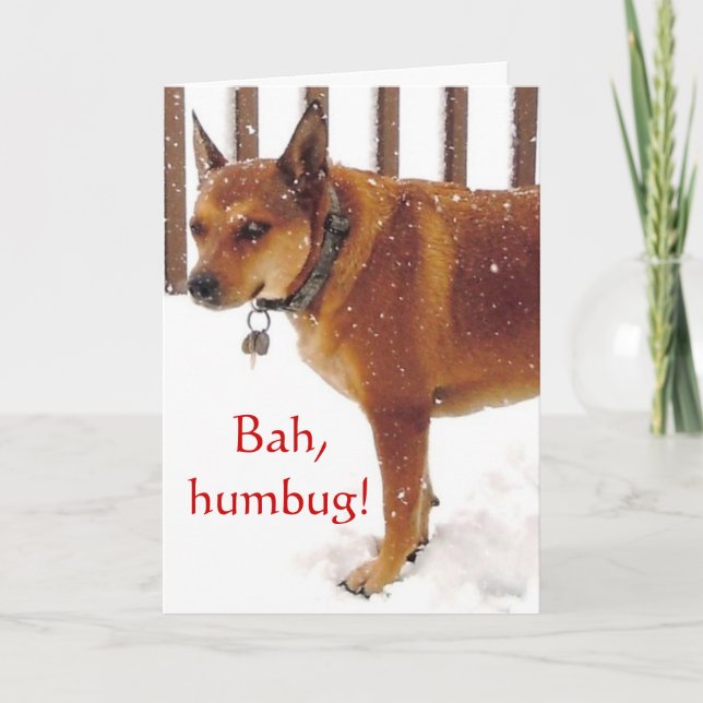 Cute Bah, Humbug! Grumpy Red Cattle Dog Diva Holiday Card (Front)