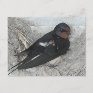 Cute Barn Swallow on Nest DIY Postcard