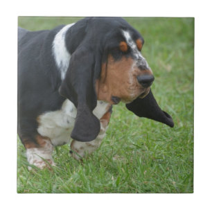 Cute Basset Hound Tile