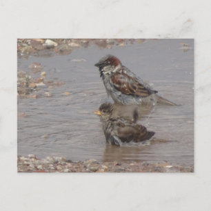 Cute Bathing Sparrows DIY Postcard