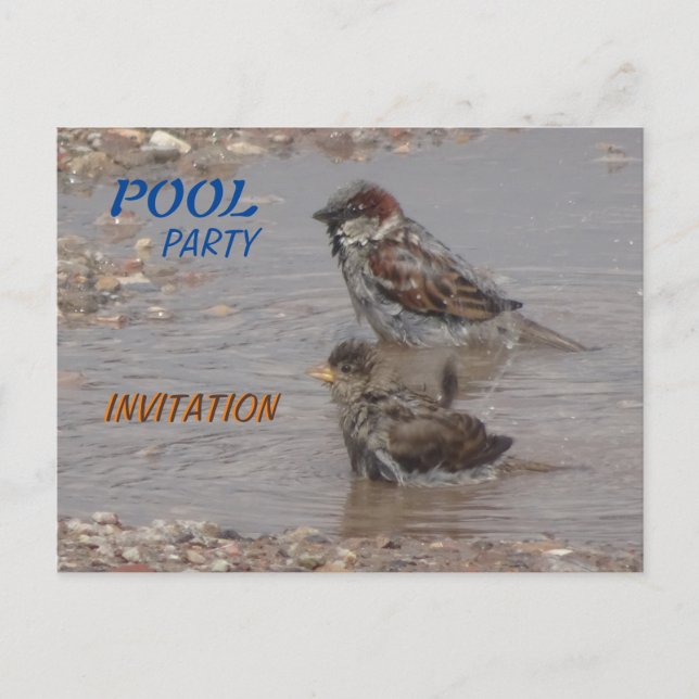 Cute Bathing Sparrows Party Invitation Postcard (Front)