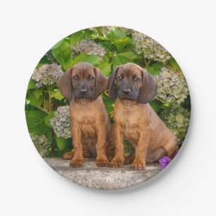 Cute Bavarian Mountain Hound Puppies with Flowers Paper Plate