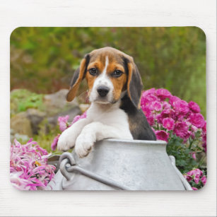 Cute Beagle Dog Puppy in a Milk Churn - Mouse Pad