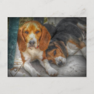 Cute Beagle Dogs Postcard