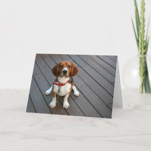 Cute Beagle Pup Greeting Card